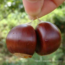 best Chinese New Crop fresh organic chestnut